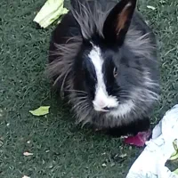 دو عدد خرگوش بالغ نر و ماده از نژاد یال دار