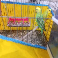 مرغ عشق مولد