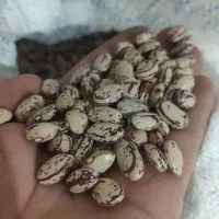 لوبیا چیتی امسال