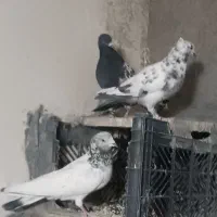 کبوتر