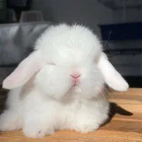 خرگوش لوپ|موش و خرگوش|خرمشهر, |دیوار