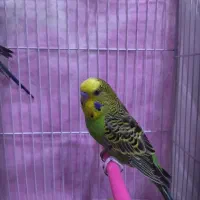 مرغ عشق سالم