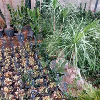 گل و گیاه کاکتوس وآپارتمانی|گل و گیاه طبیعی|محمدشهر, شهرک چمران|دیوار