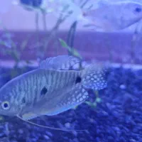 کت سیامی|ماهی|مشهد, نیروی هوایی|دیوار