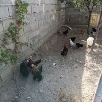 مرغ وخروس لاری ومینیاتوری|حیوانات مزرعه|گوگان, |دیوار