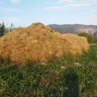 فروش یونجه خالص و بزرگ و مرغوب|حیوانات مزرعه|خوی, |دیوار