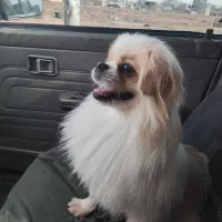 فروش سگ پاکوتا