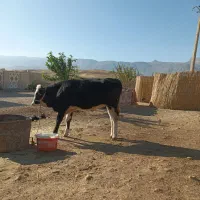 گاو آبستن و یک عدد گوساله ماده|حیوانات مزرعه|سیروان, |دیوار