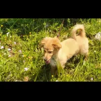 سگ پا کوتاه باهوش و فهمیده