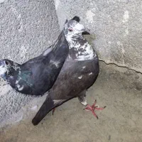 کبوتر جفت گوره ای
