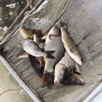 شارژ انواع سایزهای متفاوت بچه ماهی کپور و امور