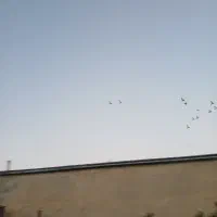 طوقی پلاکی درپرنده|پرنده|مرودشت, رودبال|دیوار