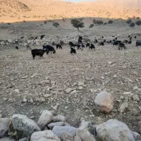 12عدد بز با 12 تا کهره|حیوانات مزرعه|باشت, |دیوار