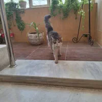 گربه خانگی