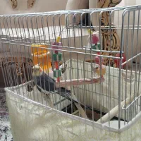 عروس|پرنده|قم, زنبیل آباد|دیوار