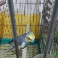 عروس هلندی نر وماده|پرنده|سبزوار, جهاد کشاورزی|دیوار