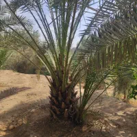 خدمات فروش نخل خرما|خدمات باغبانی و درختکاری|شوشتر, |دیوار