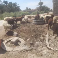 فروش ۲۰ گوسفند بایک قوچ