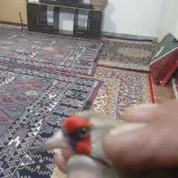 سره آواز خوان|پرنده|بیرجند, |دیوار