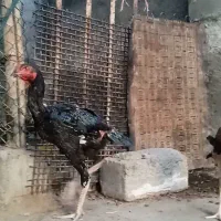 حیوانات مزرعه
