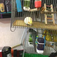 طوطی|پرنده|تهران, اوقاف|دیوار