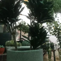 یک عدد گل کامپک پنج ساله با گلدان سرامیکی سالم