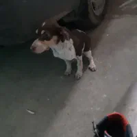 توله شکاری آلمان ماده