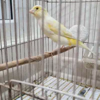 قناری نر سوپر و درشت|پرنده|اهواز, گلستان|دیوار