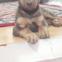 دوبرمن خالص بلوطی واکسی پدرمادر اصیل شاه توله|سگ|بروجرد, |دیوار