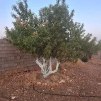 باغ شهری سیاخ (سیخ)دارنگون شهرک فارس مبین|فروش خانه و ویلا|شیراز, شهرک والفجر|دیوار