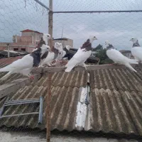 کبوتر
