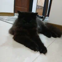 پرشین ۱۱ماهشه فل شده