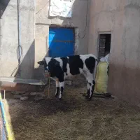 گوساله ۸ماهه ۱۷۰ کیلو