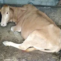 گاودورگ وگوساله