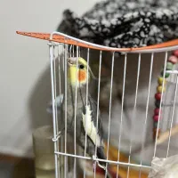 عروس هلندی گم شده