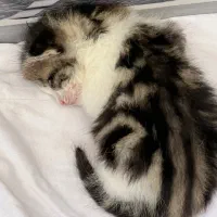 گربه