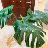 فروش گیاه ماسترا