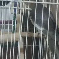 عروس هلندی|پرنده|کرمانشاه, |دیوار