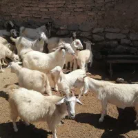 بز دورگ پاکستانی شیری