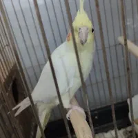 عروس هلندی لوتینو ماده آماده