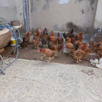 مرغ خانگی تخم گذار