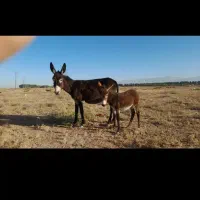 الاغ ب همراه کره ماده سالم|حیوانات مزرعه|مشهد, کوی سیدی|دیوار