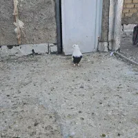 دم سیاه نر درجه یک|پرنده|مرودشت, ابوذر شمالی‎|دیوار