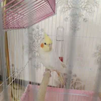 عروس هلندی|پرنده|مهاجران, |دیوار