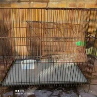 قفس قناری و مرغ عشق|لوازم جانبی حیوانات|فریدون‌کنار, |دیوار