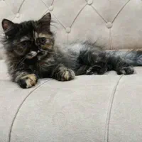 گربه پرشین|گربه|بوکان, |دیوار