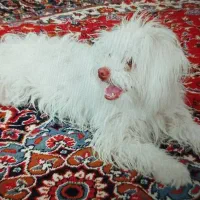 سگ ماده