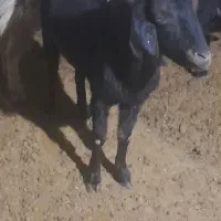 چبش ماده کهره بز ومیش جوان