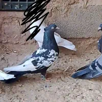 سه تا کفتر پرشی|پرنده|چناران, |دیوار
