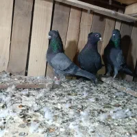 چند جفت کفتر ب عیب